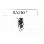 Cerambycidae sp. China, Guizhou, Bijie, Jinsha county. 1Pcs. BA8651.