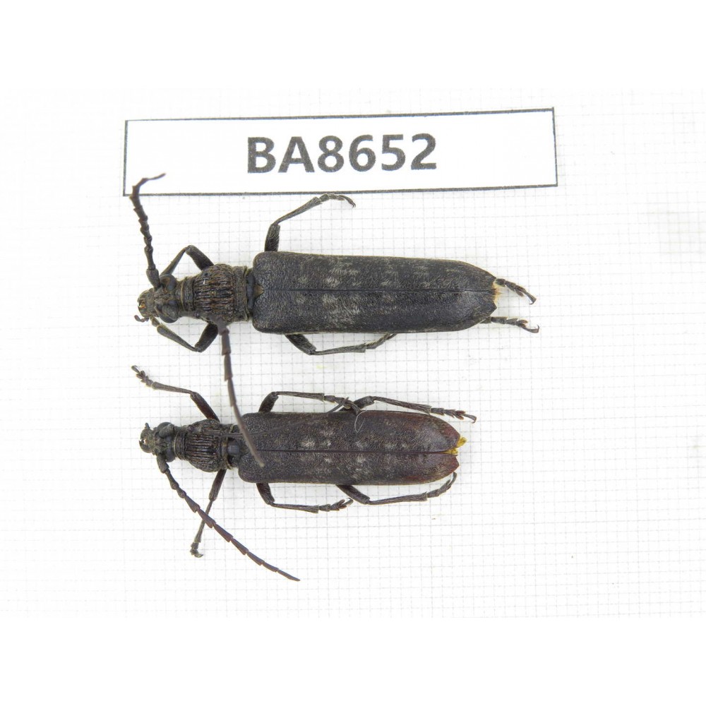 Cerambycidae sp. China, Guizhou, Bijie, Jinsha county. 2Pcs. BA8652.
