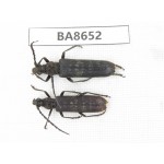 Cerambycidae sp. China, Guizhou, Bijie, Jinsha county. 2Pcs. BA8652.