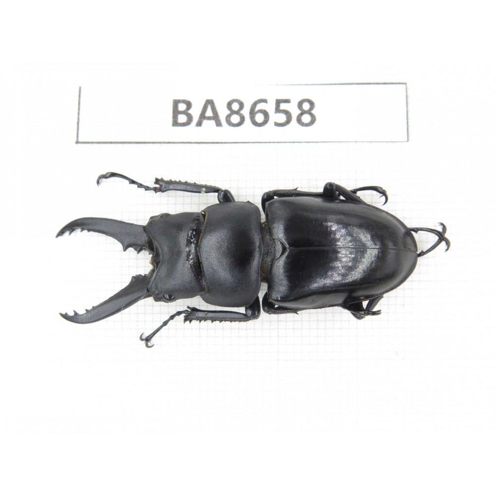 Prosopocoilus sp. China, Guizhou, Bijie, Jinsha county. 1M. BA8658.