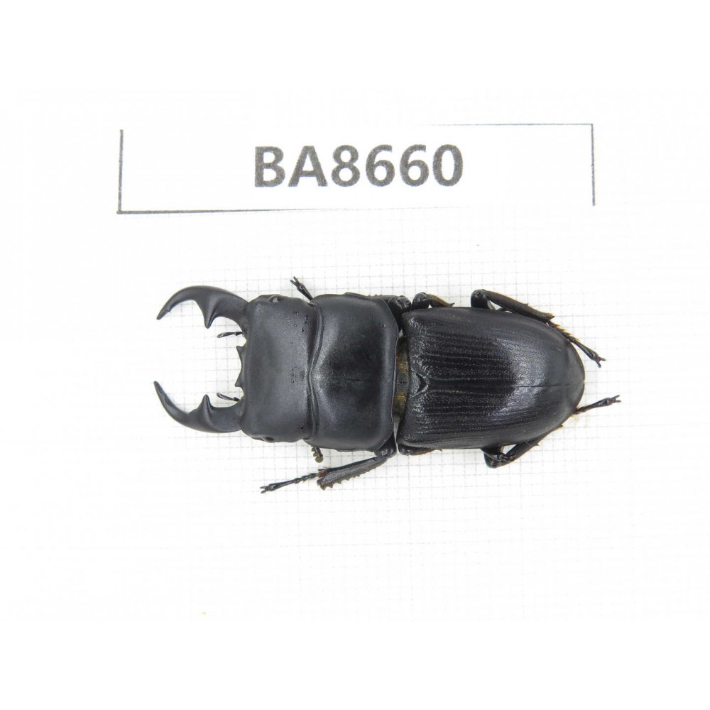 Dorcus sp. China, Guizhou, Bijie, Jinsha county. 1M. BA8660.