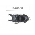 Dorcus sp. China, Guizhou, Bijie, Jinsha county. 1M. BA8660.