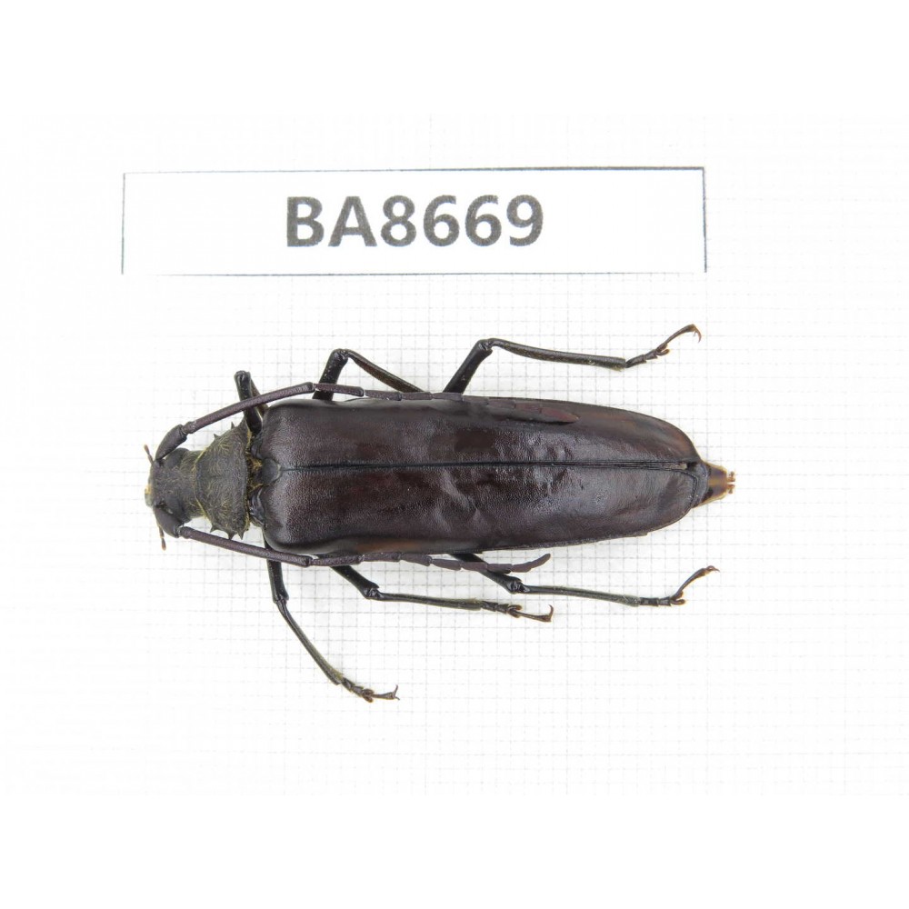 Cerambycidae sp. Myanmar, Kechin area, Nanse (Mt.Gaoligongshan). 1Pcs. BA8669.