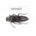 Cerambycidae sp. Myanmar, Kechin area, Nanse (Mt.Gaoligongshan). 1Pcs. BA8669.