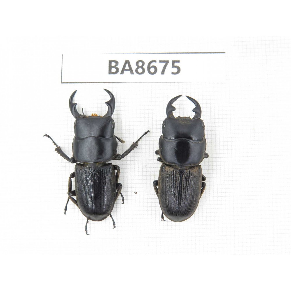 Dorcus sp. Myanmar, Kechin area, Nanse (Mt.Gaoligongshan). 2M. BA8675.