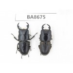 Dorcus sp. Myanmar, Kechin area, Nanse (Mt.Gaoligongshan). 2M. BA8675.