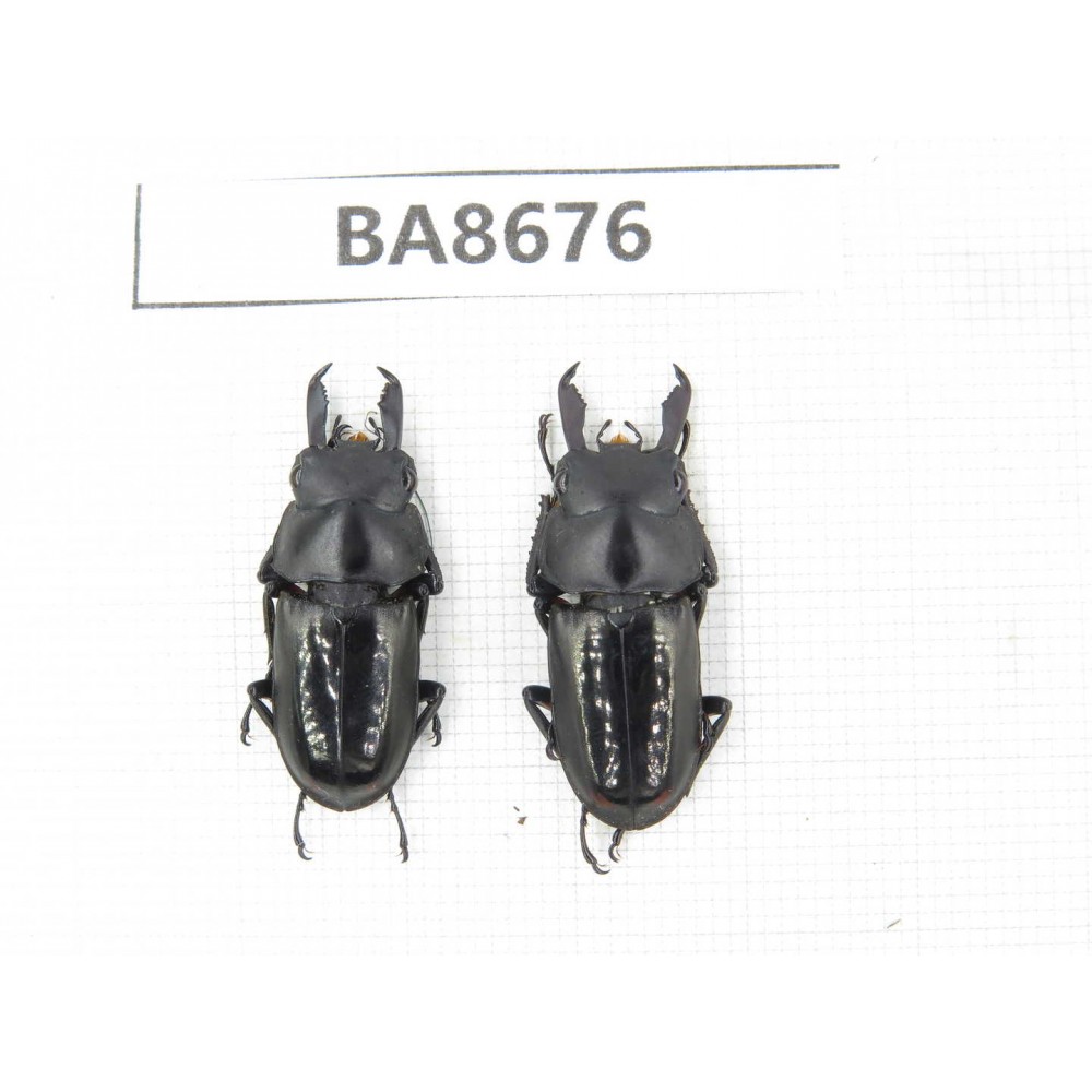 Dorcus sp. Myanmar, Kechin area, Nanse (Mt.Gaoligongshan). 2M. BA8676.
