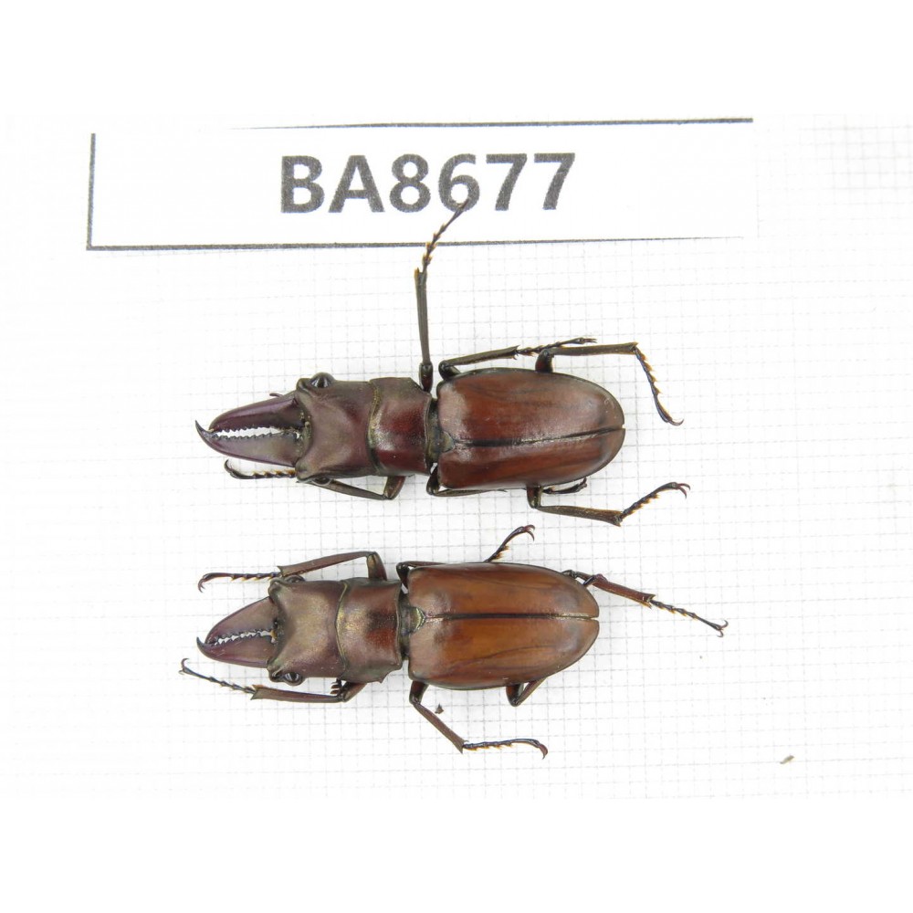 Cyclommathus sp. Myanmar, Kechin area, Nanse (Mt.Gaoligongshan). 2M. BA8677.