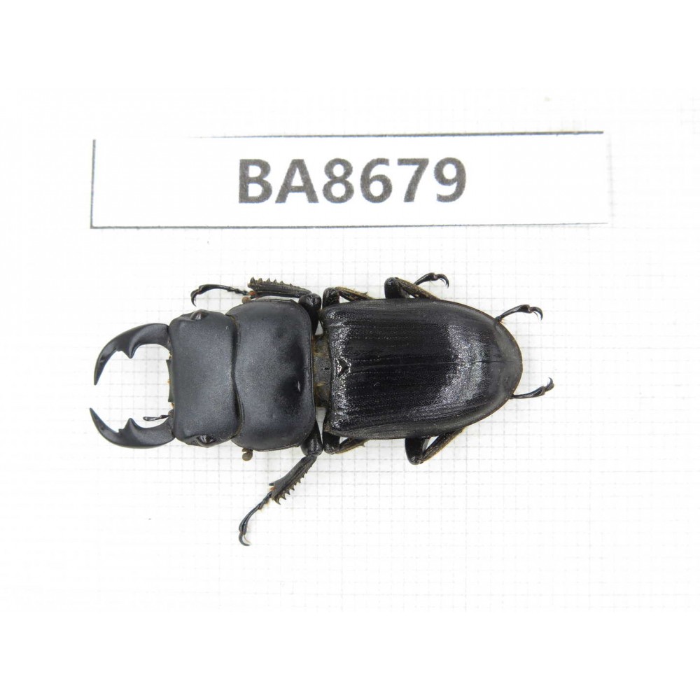 Dorcus sp. Myanmar, Kechin area, Nanse (Mt.Gaoligongshan). 1M. BA8679.