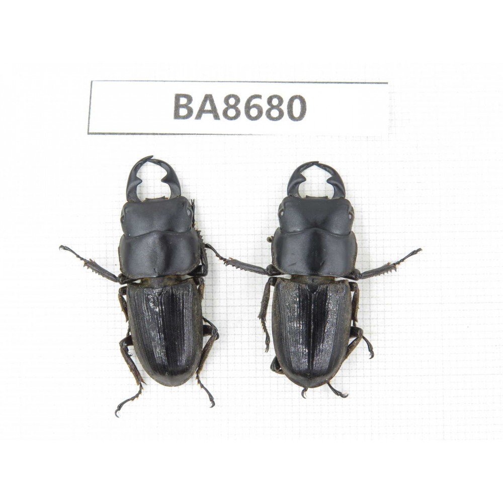 Dorcus sp. Myanmar, Kechin area, Nanse (Mt.Gaoligongshan). 2M. BA8680.