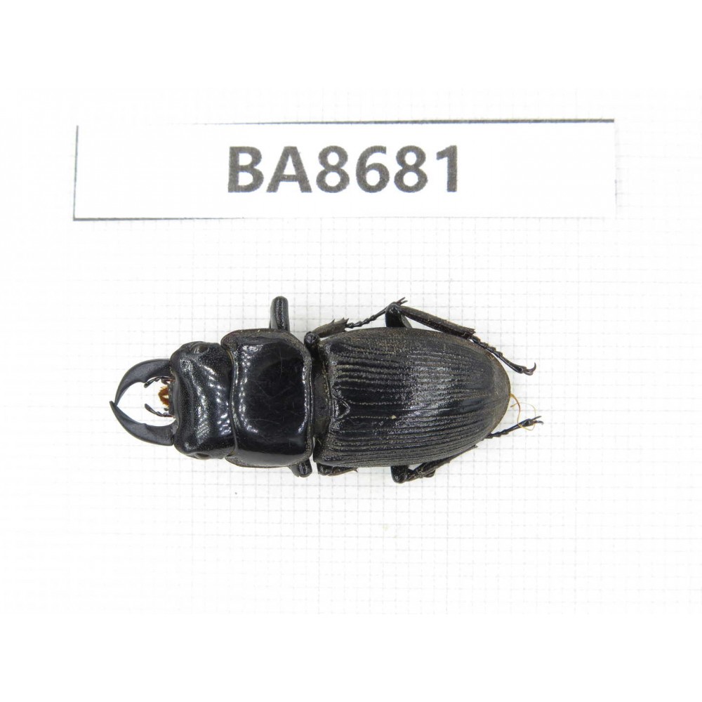 Dorcus sp. Myanmar, Kechin area, Nanse (Mt.Gaoligongshan). 1M. BA8681.