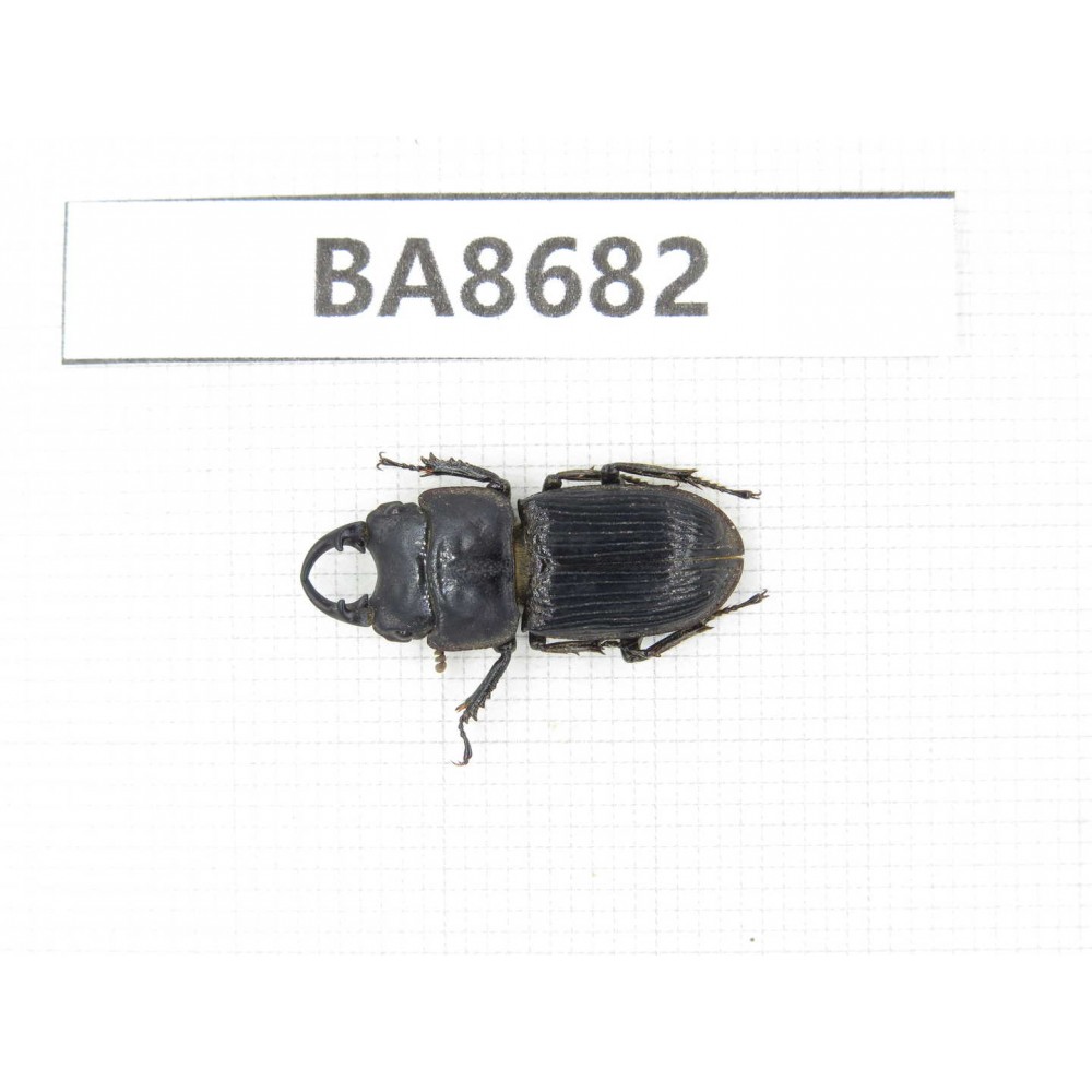 Aegus sp. Myanmar, Kechin area, Nanse (Mt.Gaoligongshan). 1M. BA8682.