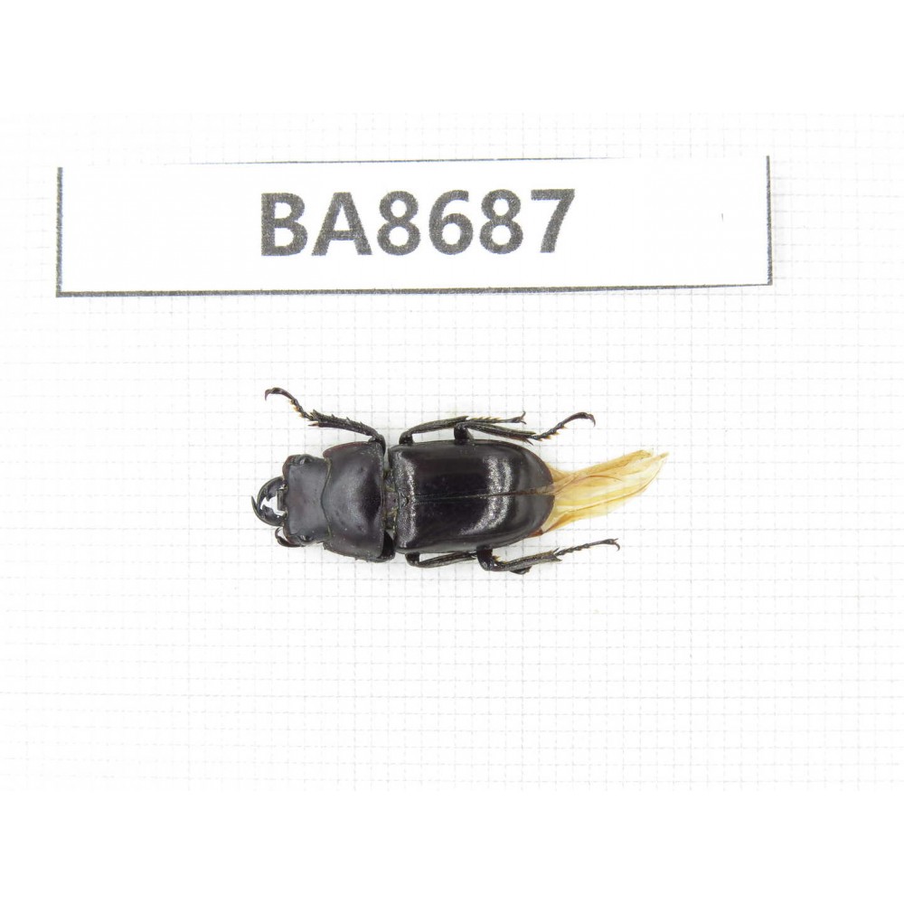 Dorcus sp. Myanmar, Kechin area, Nanse (Mt.Gaoligongshan). 1M. BA8687.