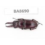 Prosopocoilus sp. Myanmar, Kechin area, Nanse (Mt.Gaoligongshan). 1M. BA8690.