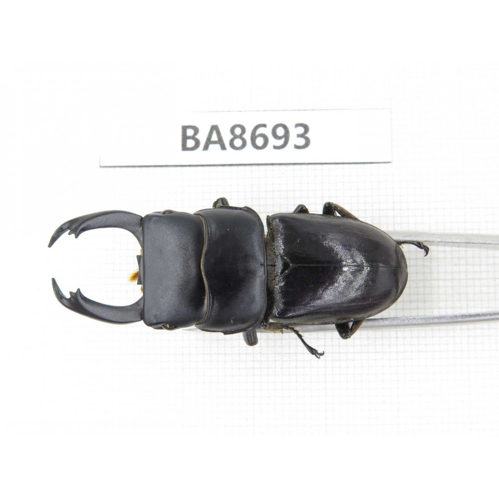 Dorcus sp. Myanmar, Kechin area, Nanse (Mt.Gaoligongshan). 1M. BA8693.
