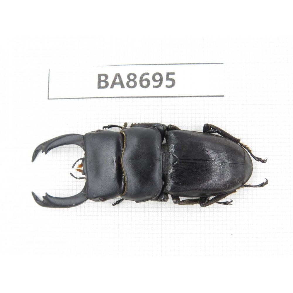 Dorcus sp. Myanmar, Kechin area, Nanse (Mt.Gaoligongshan). 1M. BA8695.