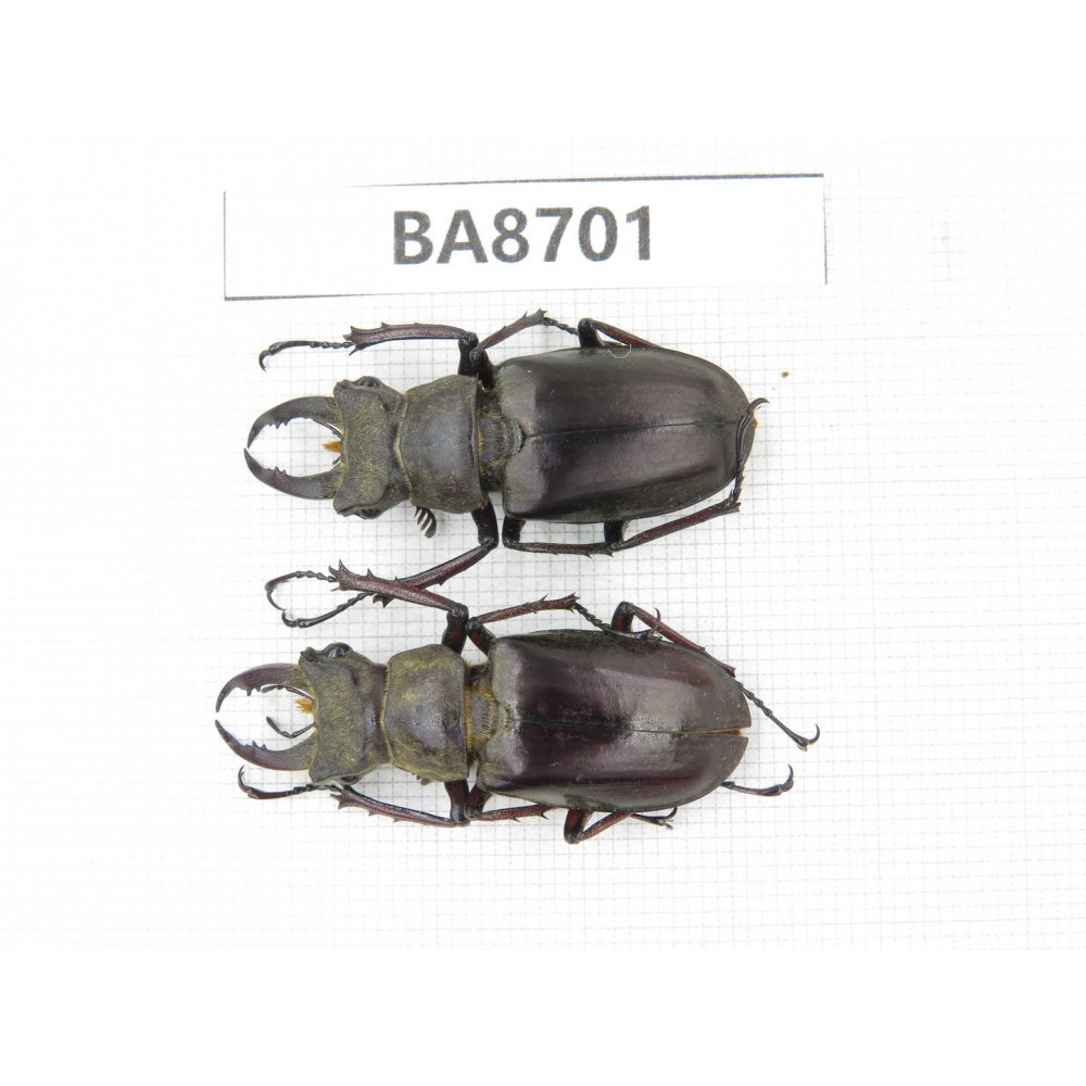 Lucanus sp. Myanmar, Kechin area, Nanse (Mt.Gaoligongshan). 2M. BA8701.