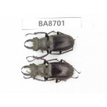 Lucanus sp. Myanmar, Kechin area, Nanse (Mt.Gaoligongshan). 2M. BA8701.
