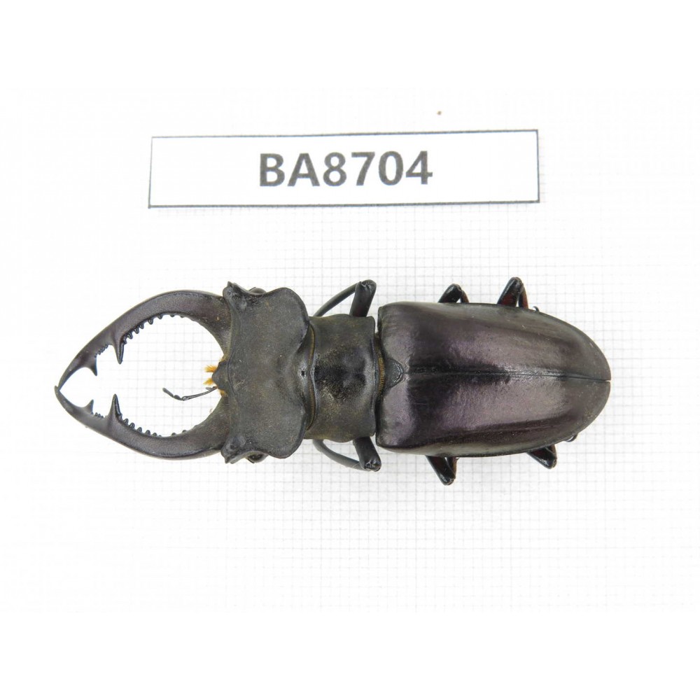 Lucanus prossi. Myanmar, Kechin area, Nanse (Mt.Gaoligongshan). 1M. BA8704.