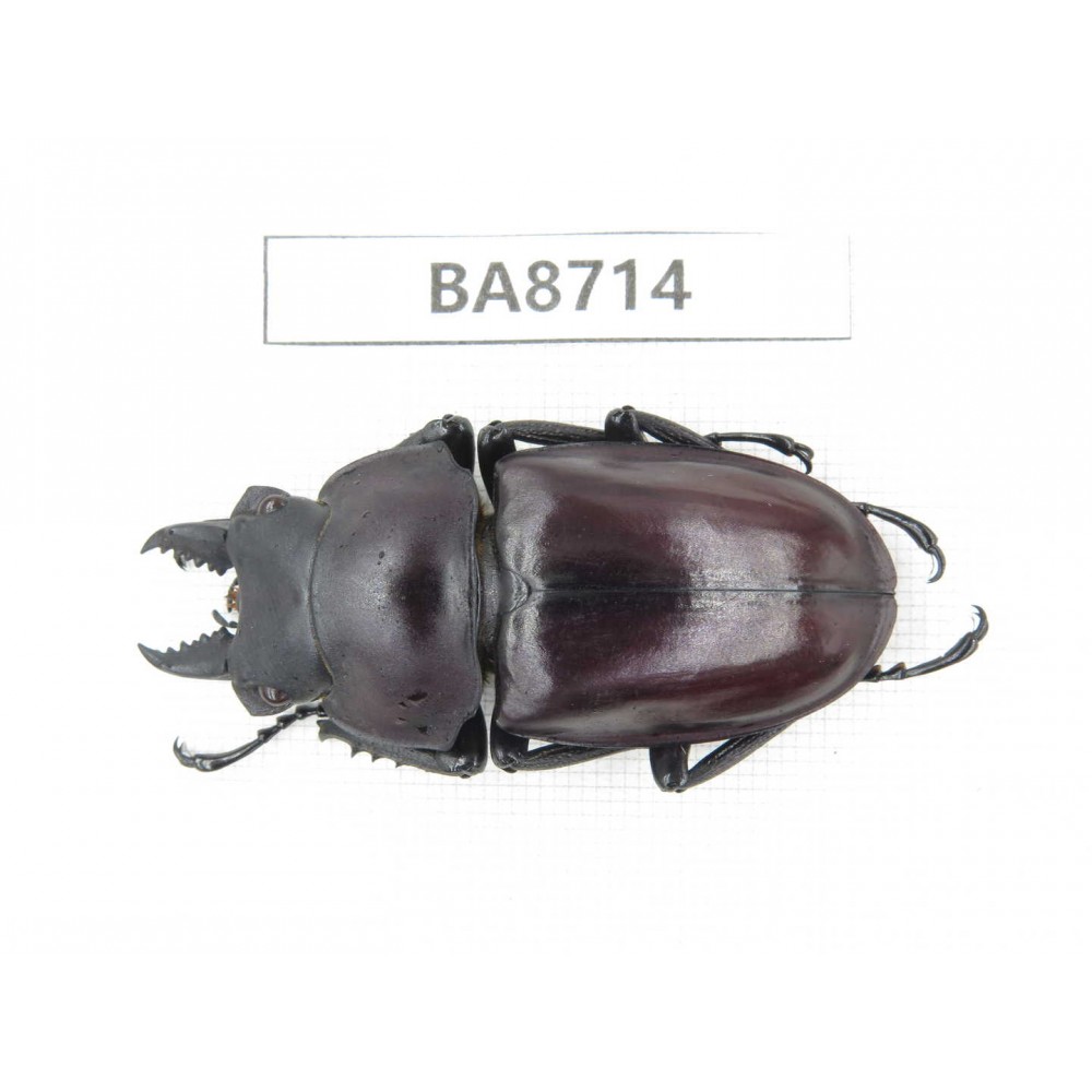 Neolucanus sp. China, Guizhou, Qiandongnan, Mt.Leigongshan. 1M. BA8714.