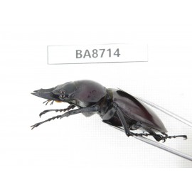 Neolucanus sp. China, Guizhou, Qiandongnan, Mt.Leigongshan. 1M. BA8714.