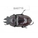 Neolucanus sp. China, Guizhou, Qiandongnan, Mt.Leigongshan. 1M. BA8716.