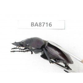 Neolucanus sp. China, Guizhou, Qiandongnan, Mt.Leigongshan. 1M. BA8716.