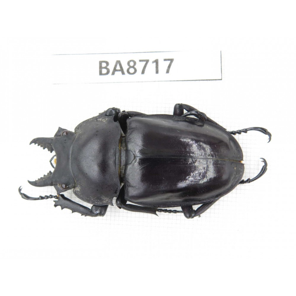 Neolucanus sp. China, Guizhou, Qiandongnan, Mt.Leigongshan. 1M. BA8717.