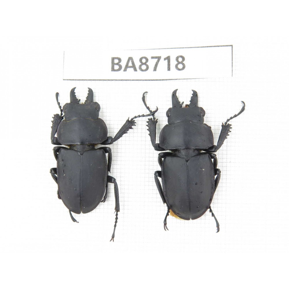 Neolucanus sp. China, Guizhou, Qiandongnan, Mt.Leigongshan. 2M. BA8718.