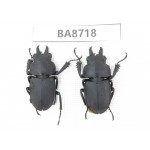 Neolucanus sp. China, Guizhou, Qiandongnan, Mt.Leigongshan. 2M. BA8718.