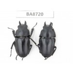 Neolucanus sp. China, Guizhou, Qiandongnan, Mt.Leigongshan. 2M. BA8720.