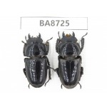 Dorcus sp. China, Guizhou, Qiandongnan, Mt.Leigongshan. 2F. BA8725.