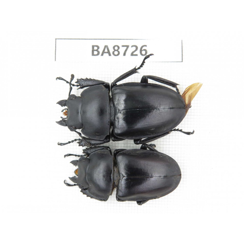 Neolucanus sp. China, Guizhou, Qiandongnan, Mt.Leigongshan. 2F. BA8726.