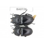 Neolucanus sp. China, Guizhou, Qiandongnan, Mt.Leigongshan. 2F. BA8726.
