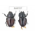 Neolucanus sp. China, Guizhou, Qiandongnan, Mt.Leigongshan. 2F. BA8727.