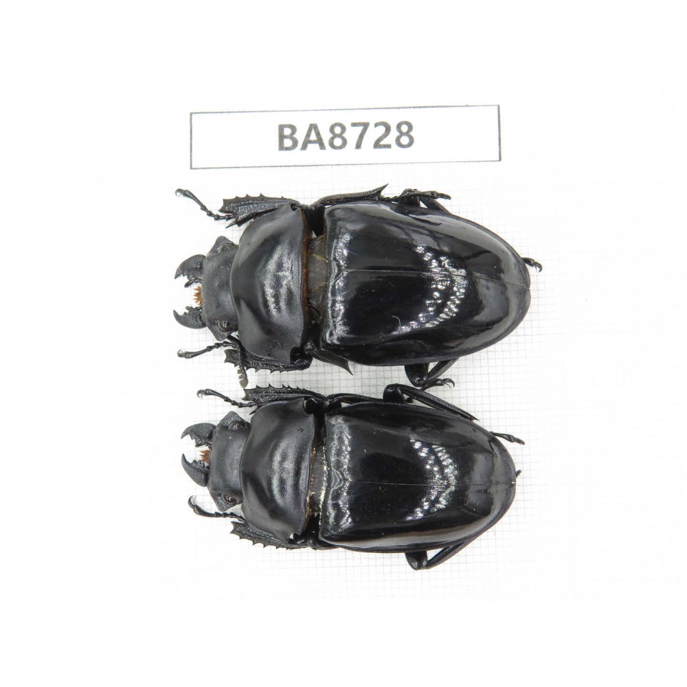 Neolucanus sp. China, Guizhou, Qiandongnan, Mt.Leigongshan. 2F. BA8728.