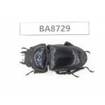 Dorcus sp. China, Guizhou, Qiandongnan, Mt.Leigongshan. 1F. BA8729.