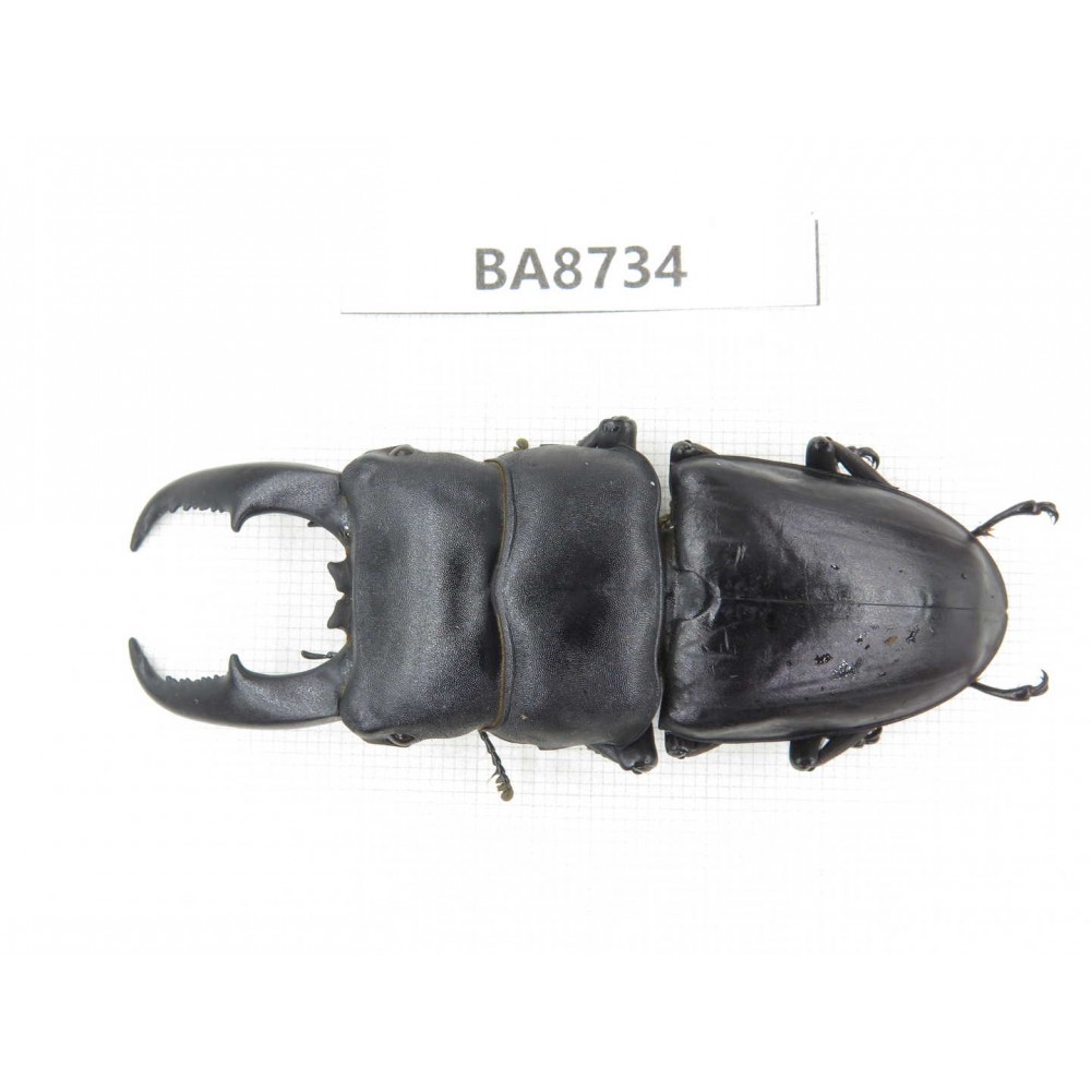Dorcus sp. China, Guizhou, Qiandongnan, Mt.Leigongshan. 1M. BA8734.