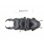Dorcus sp. China, Guizhou, Qiandongnan, Mt.Leigongshan. 1M. BA8734.