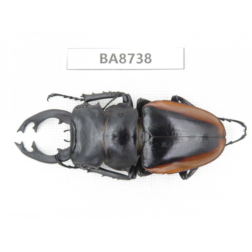 Odontolabis cuvera ssp. China, Guizhou, Qiandongnan, Mt.Leigongshan. 1M. BA8738.