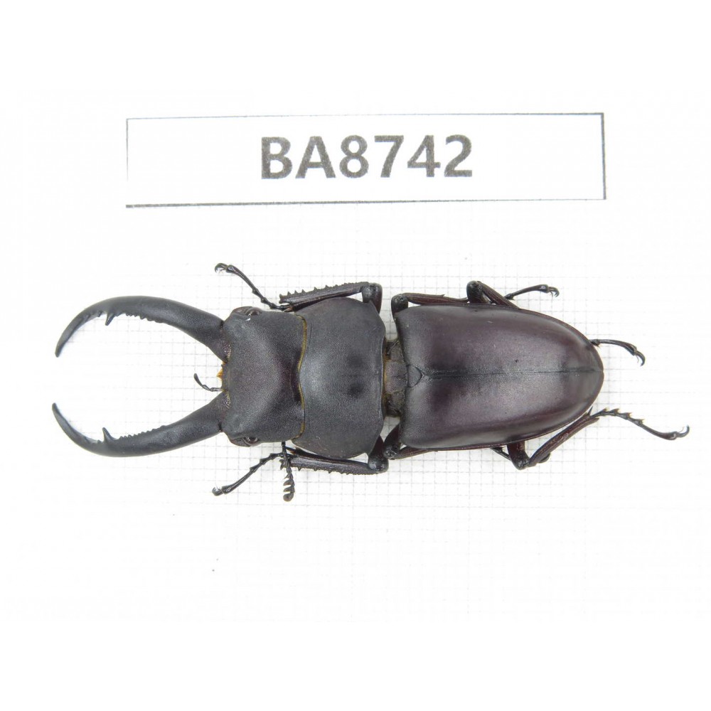 Prosopocoilus sp. China, Guizhou, Qiandongnan, Mt.Leigongshan. 1M. BA8742.