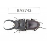 Prosopocoilus sp. China, Guizhou, Qiandongnan, Mt.Leigongshan. 1M. BA8742.