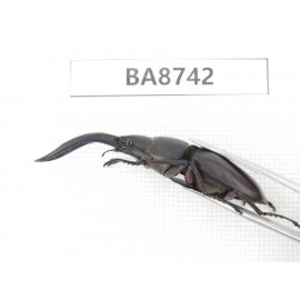 Prosopocoilus sp. China, Guizhou, Qiandongnan, Mt.Leigongshan. 1M. BA8742.