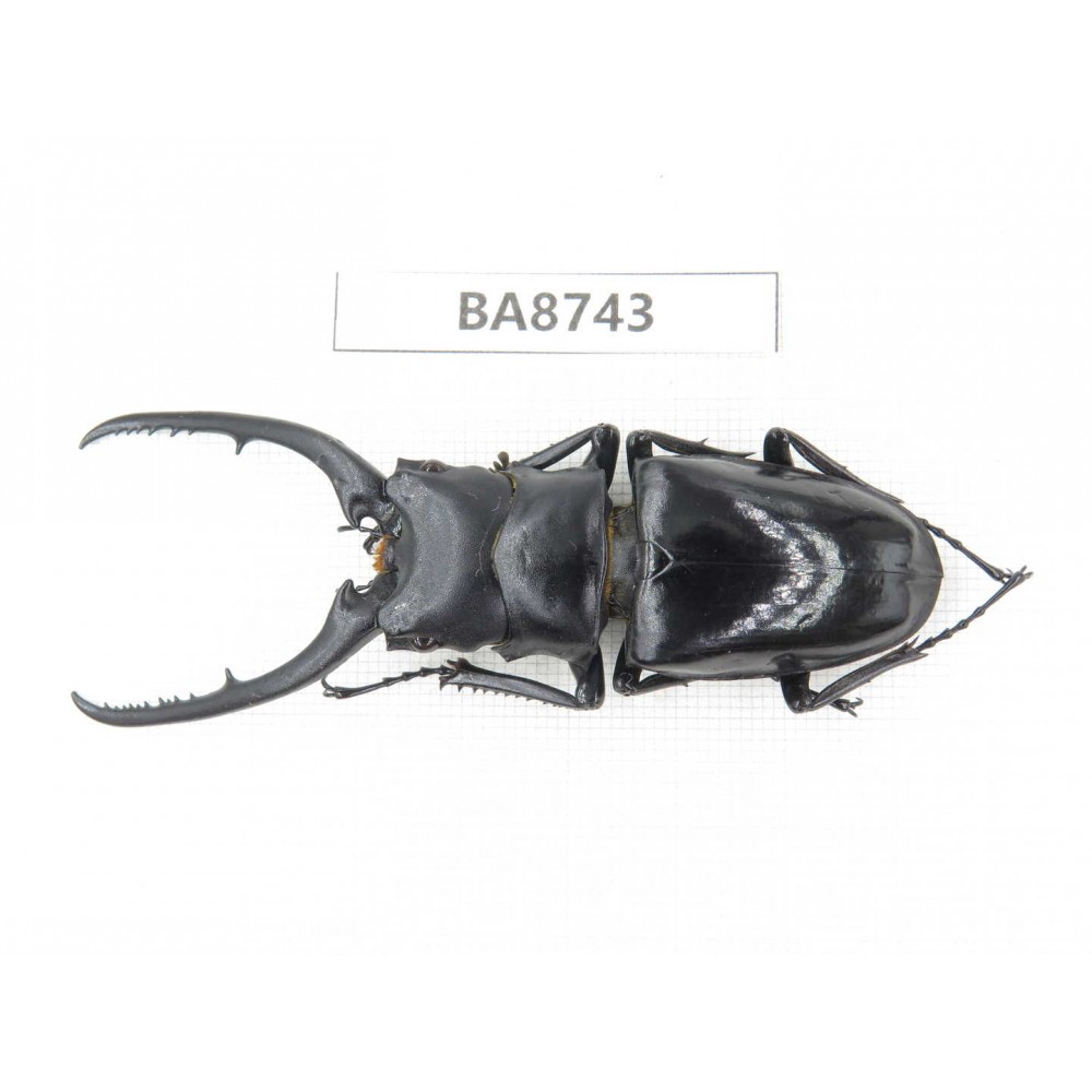 Prosopocoilus sp. China, Guizhou, Qiandongnan, Mt.Leigongshan. 1M. BA8743.