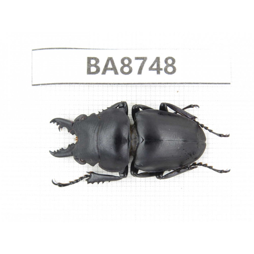 Prosopocoilus sp. China, Guizhou, Qiandongnan, Mt.Leigongshan. 1M. BA8748.