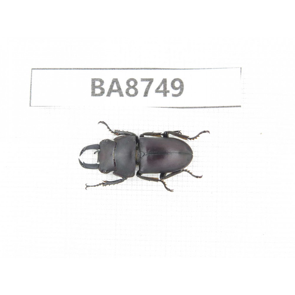 Dorcus sp. China, Guizhou, Qiandongnan, Mt.Leigongshan. 1M. BA8749.