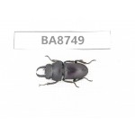 Dorcus sp. China, Guizhou, Qiandongnan, Mt.Leigongshan. 1M. BA8749.
