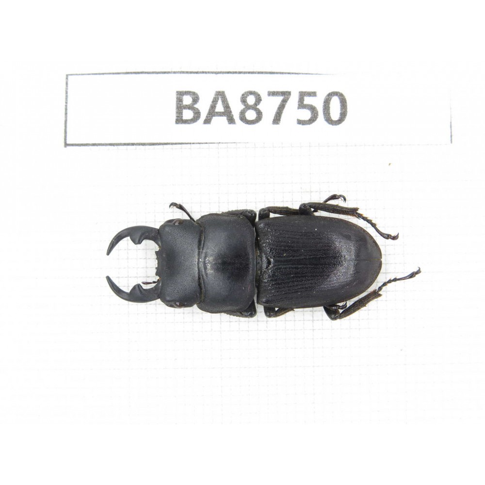 Dorcus sp. China, Guizhou, Qiandongnan, Mt.Leigongshan. 1M. BA8750.
