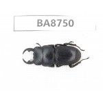 Dorcus sp. China, Guizhou, Qiandongnan, Mt.Leigongshan. 1M. BA8750.