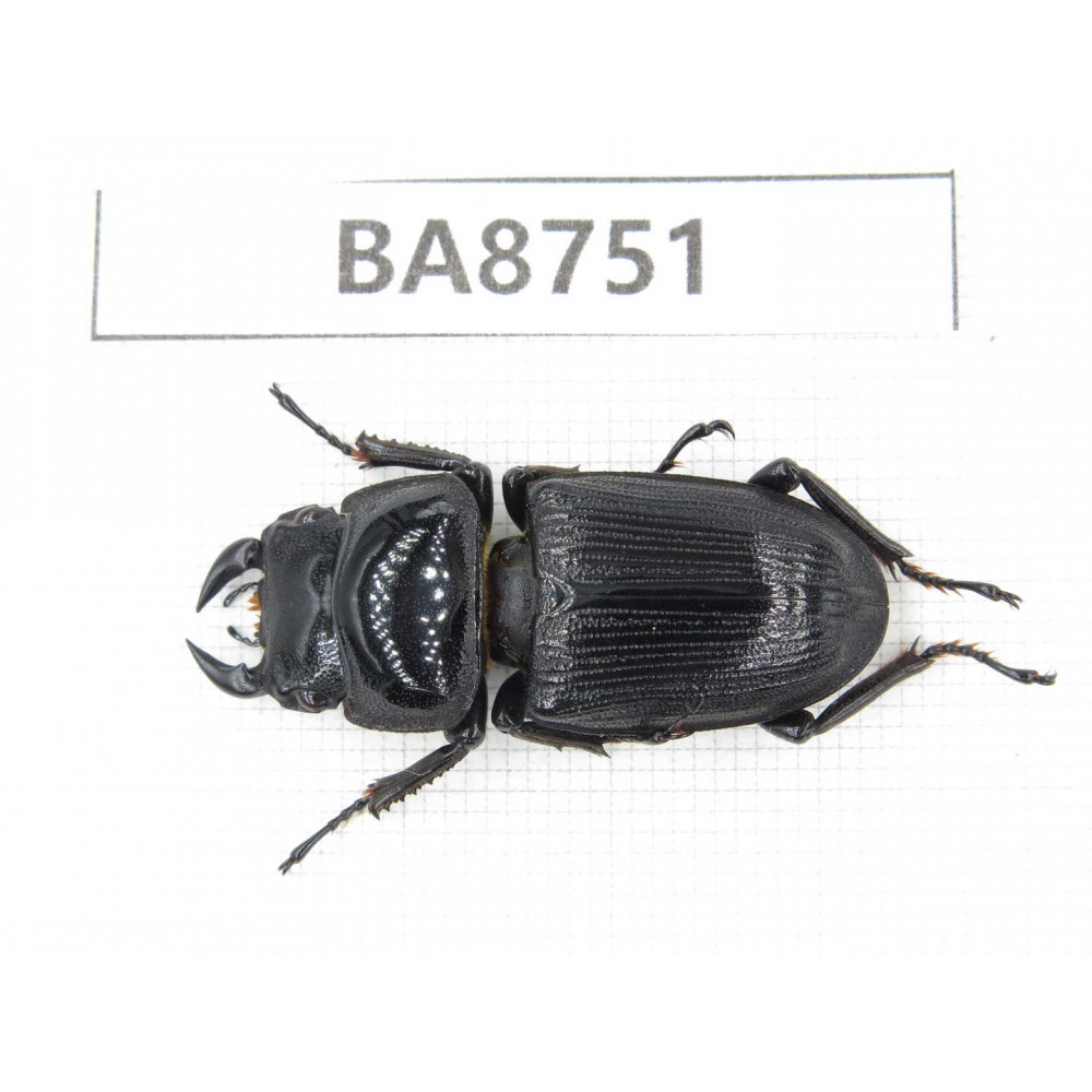 Dorcus sp. China, Guizhou, Qiandongnan, Mt.Leigongshan. 1M. BA8751.